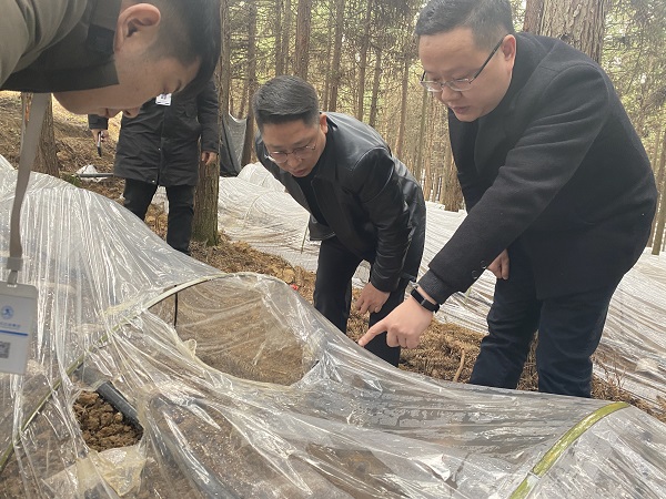 銅仁城交集團(tuán)黨委委員、副總經(jīng)理趙天勇一行赴石阡縣檢查羊肚菌基地種植情況